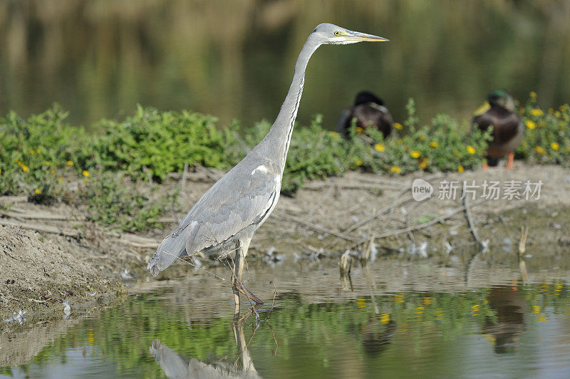 苍鹭(Ardea cinerea)